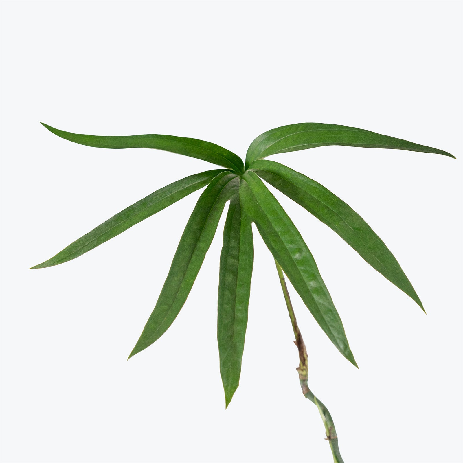 Amydrium Zippelianum | Care Guide and Pro Tips - Delivery from Toronto across Canada - JOMO Studio