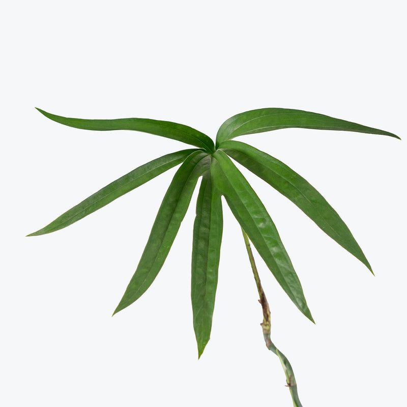 Amydrium Zippelianum | Care Guide and Pro Tips - Delivery from Toronto across Canada - JOMO Studio
