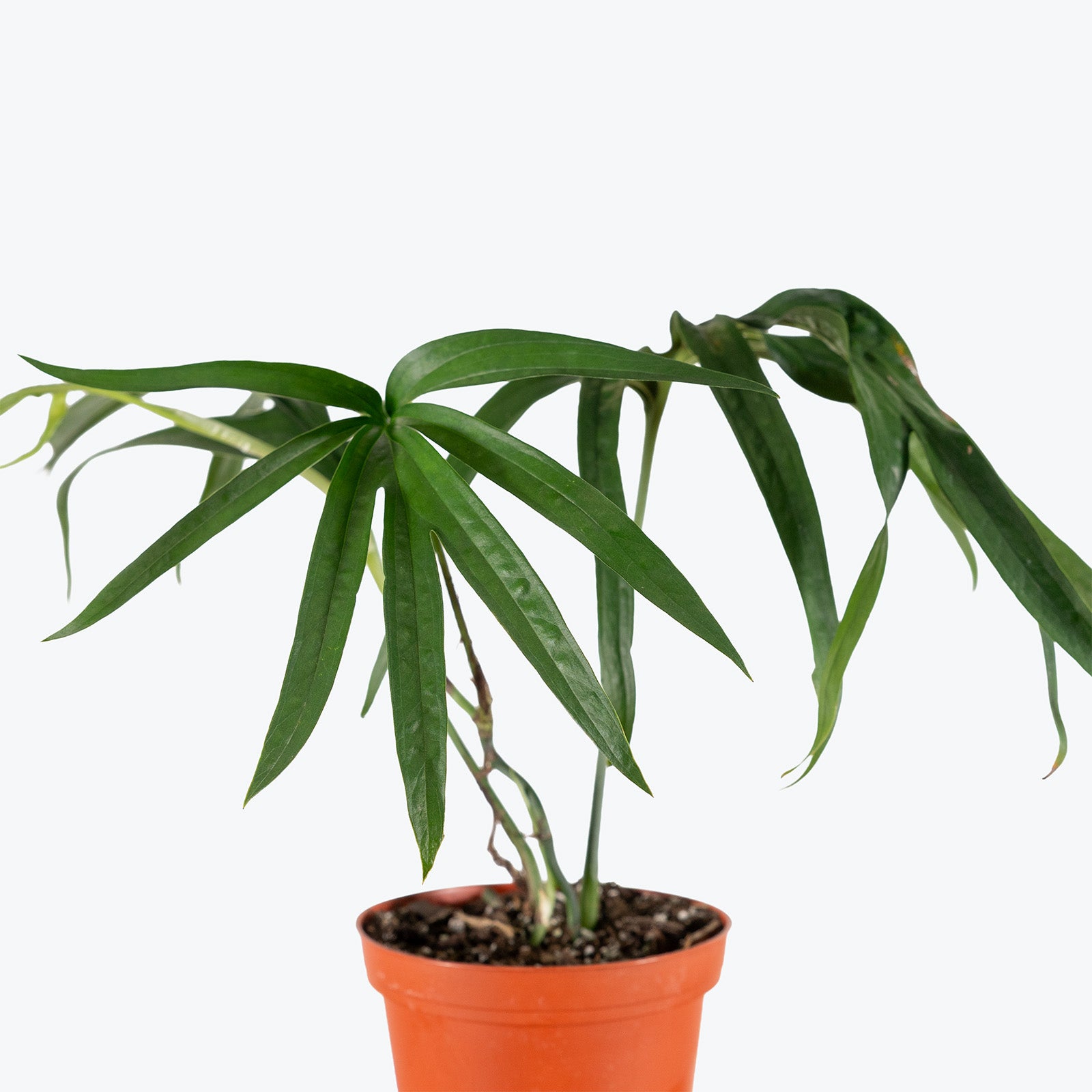 Amydrium Zippelianum | Care Guide and Pro Tips - Delivery from Toronto across Canada - JOMO Studio