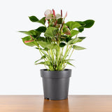 Anthurium Amalia Elegans — 8" Pot