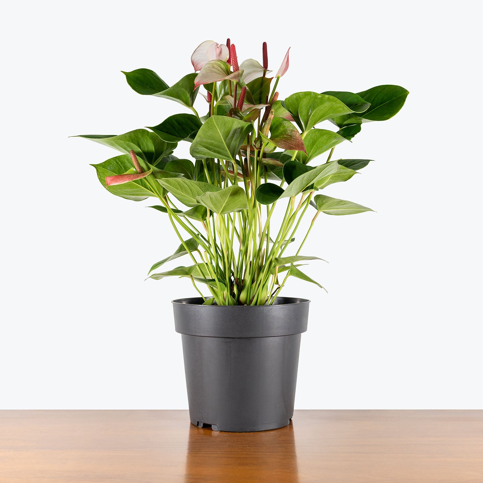 Anthurium Amalia Elegans | Care Guide and Pro Tips - Delivery from Toronto across Canada - JOMO Studio