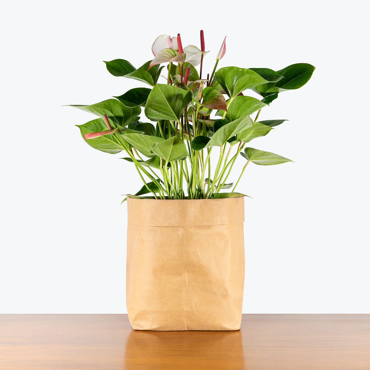 anthurium michelle docblock Anthurium Michelle x (?) main image 1