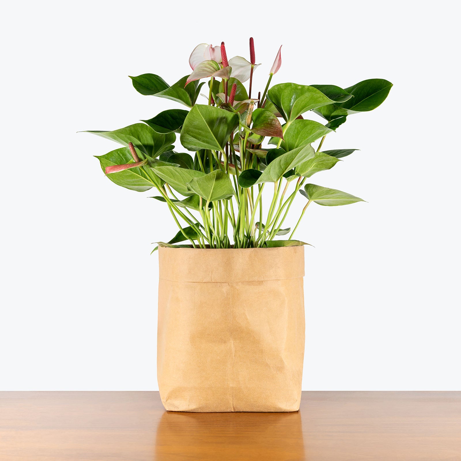 Anthurium Amalia Elegans | Care Guide and Pro Tips - Delivery from Toronto across Canada - JOMO Studio