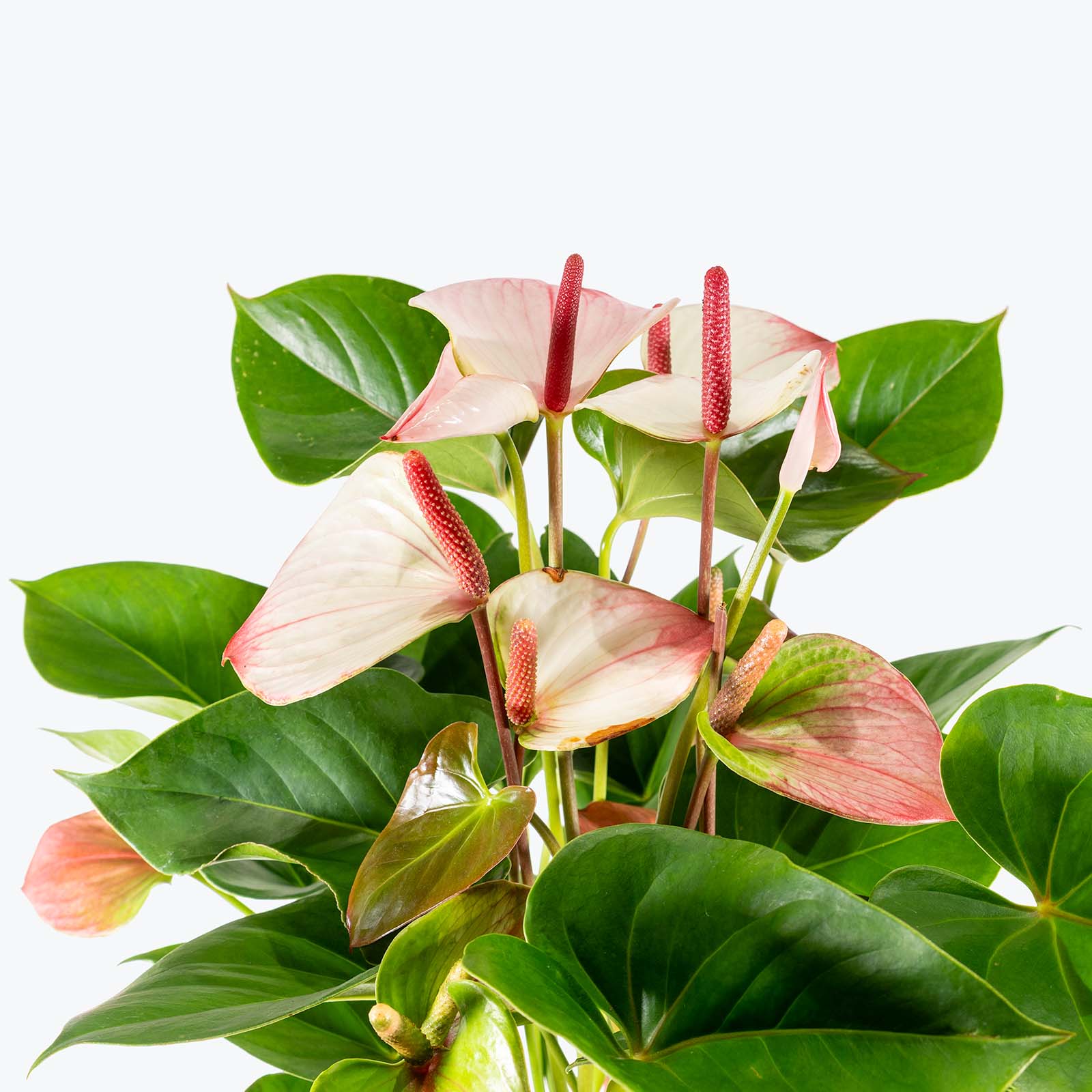 Anthurium Amalia Elegans | Care Guide and Pro Tips - Delivery from Toronto across Canada - JOMO Studio