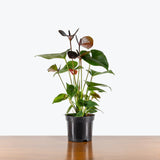 Anthurium Black — 6" Pot