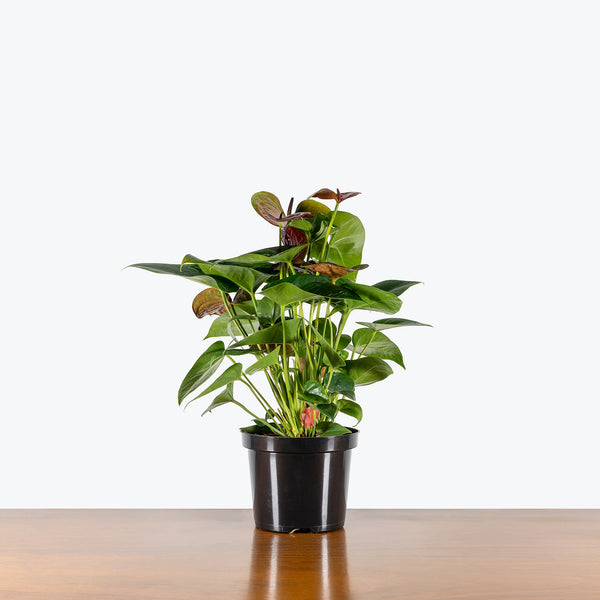 Anthurium Yellow Bell × Red Chocolate Anthurium Chocolate - 5st. - Ramirez Wholesale Flowers Inc