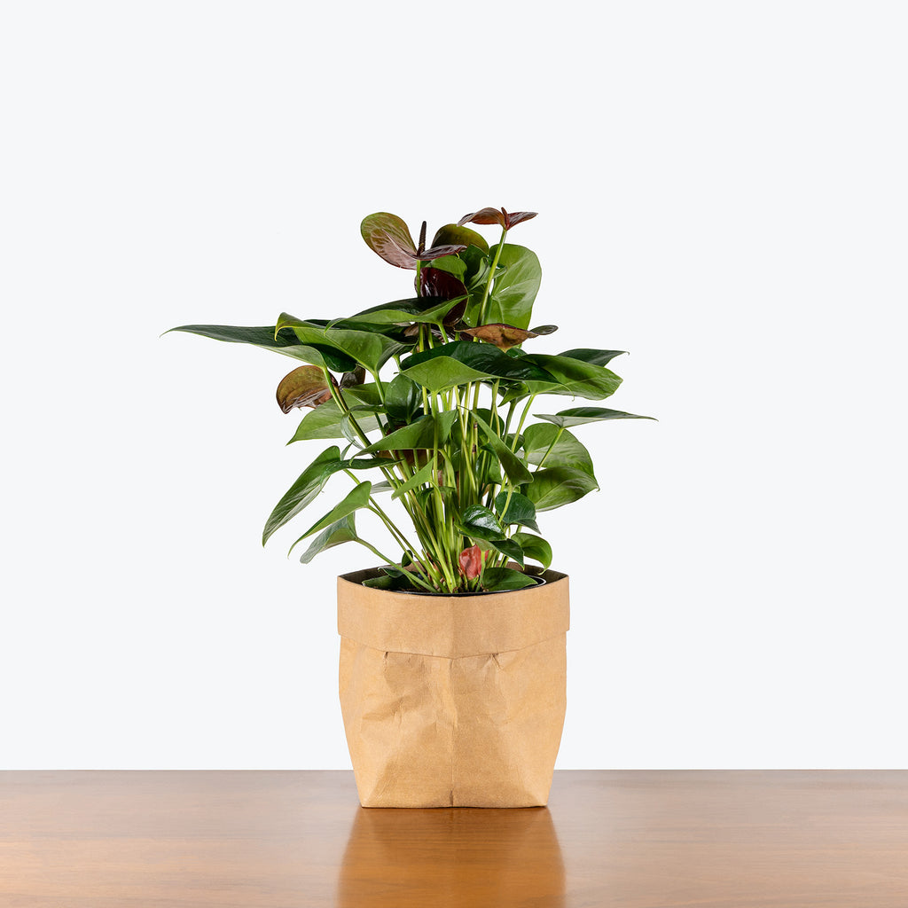 anthurium leaves brown tips Anthurium Brown | Care Guide and Pro Tips - Delivery from Toronto across Canada