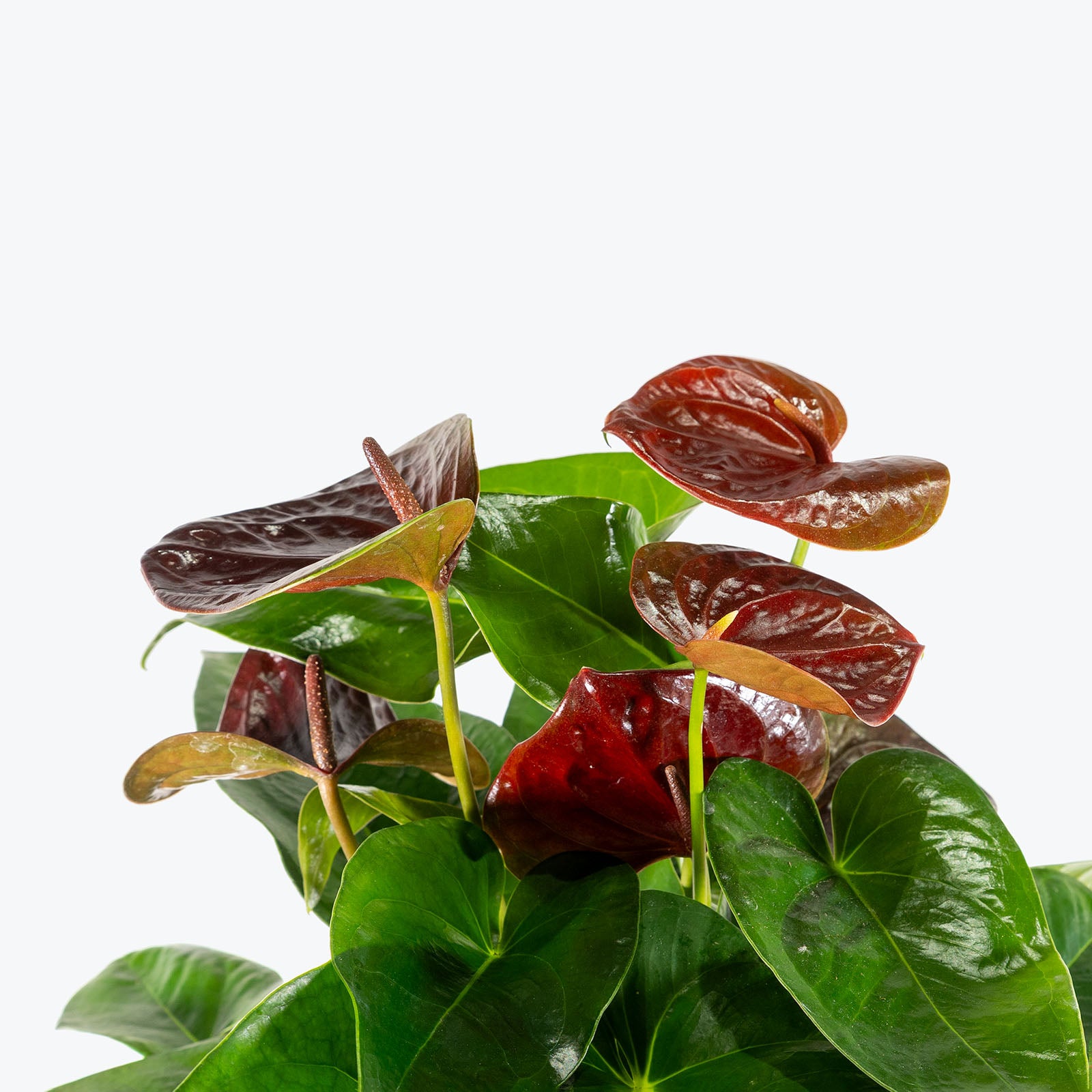 Anthurium Brown | Care Guide and Pro Tips - Delivery from Toronto across Canada - JOMO Studio