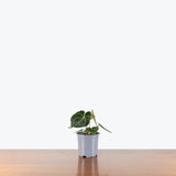 Anthurium Clarinervium Dark Form — 4" Pot