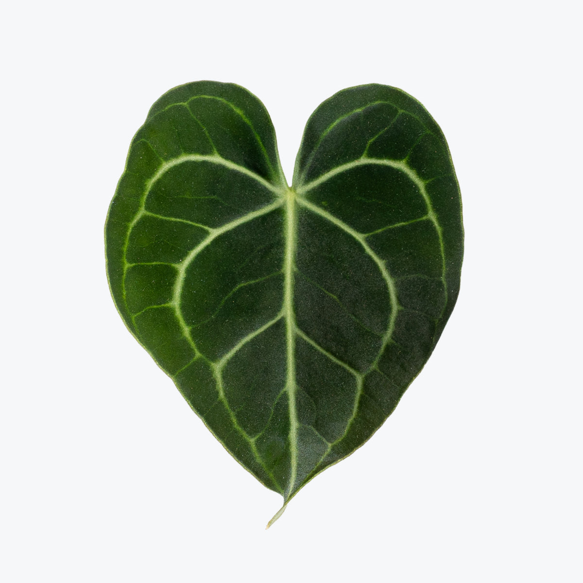 Anthurium Clarinervium Dark Form | Care Guide and Pro Tips - Delivery from Toronto across Canada - JOMO Studio