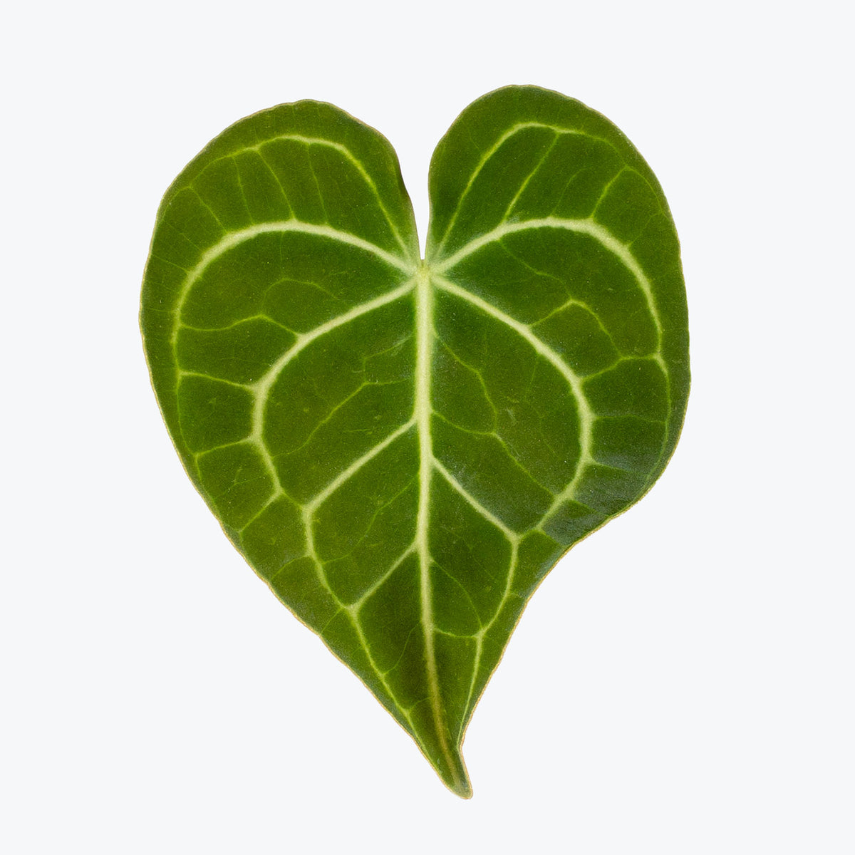 Anthurium Clarinervium Dark Form | Care Guide and Pro Tips - Delivery from Toronto across Canada - JOMO Studio
