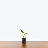 Anthurium Corong x Villenaorum — 4" Pot