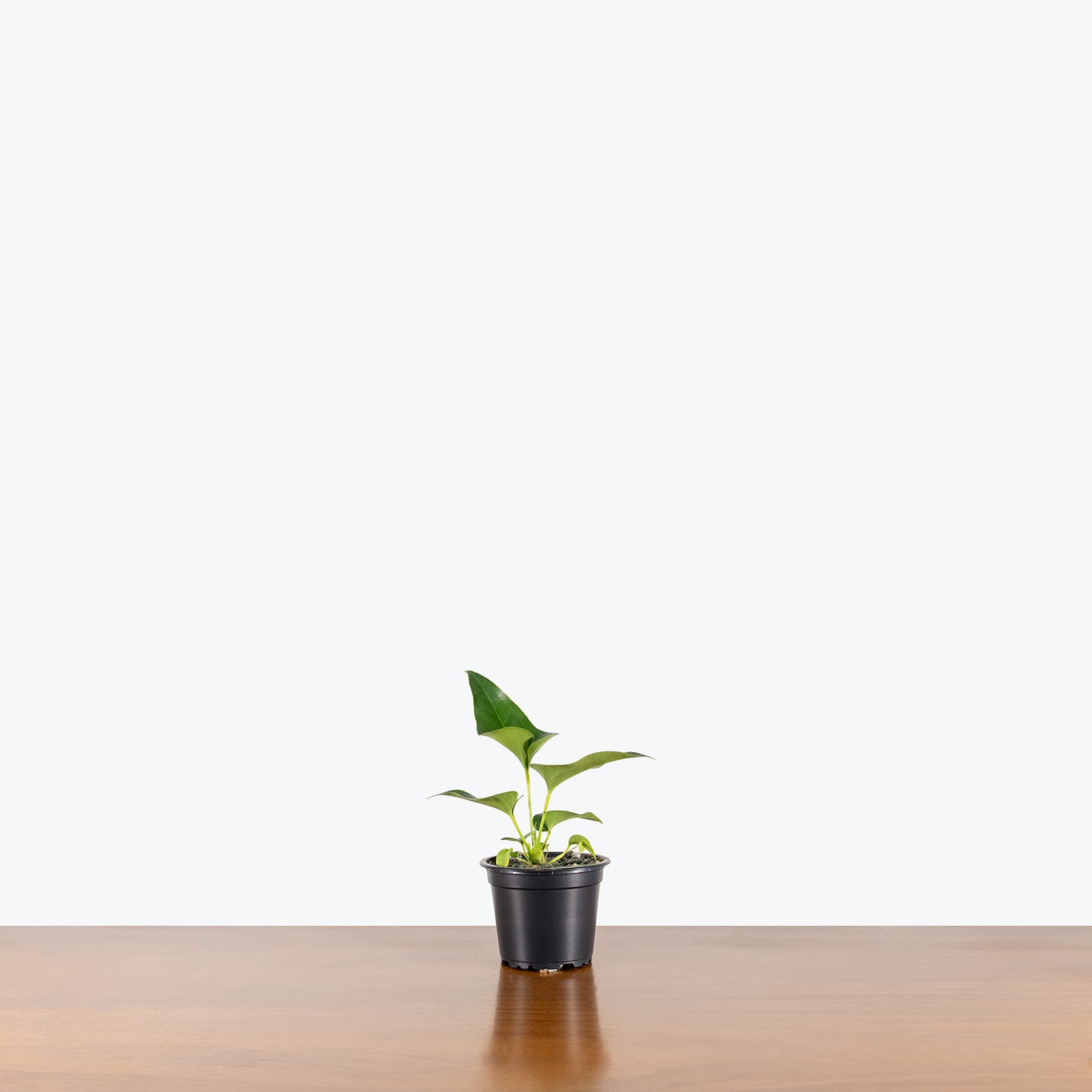 Anthurium Corong x Villenaorum | Care Guide and Pro Tips - Delivery from Toronto across Canada - JOMO Studio