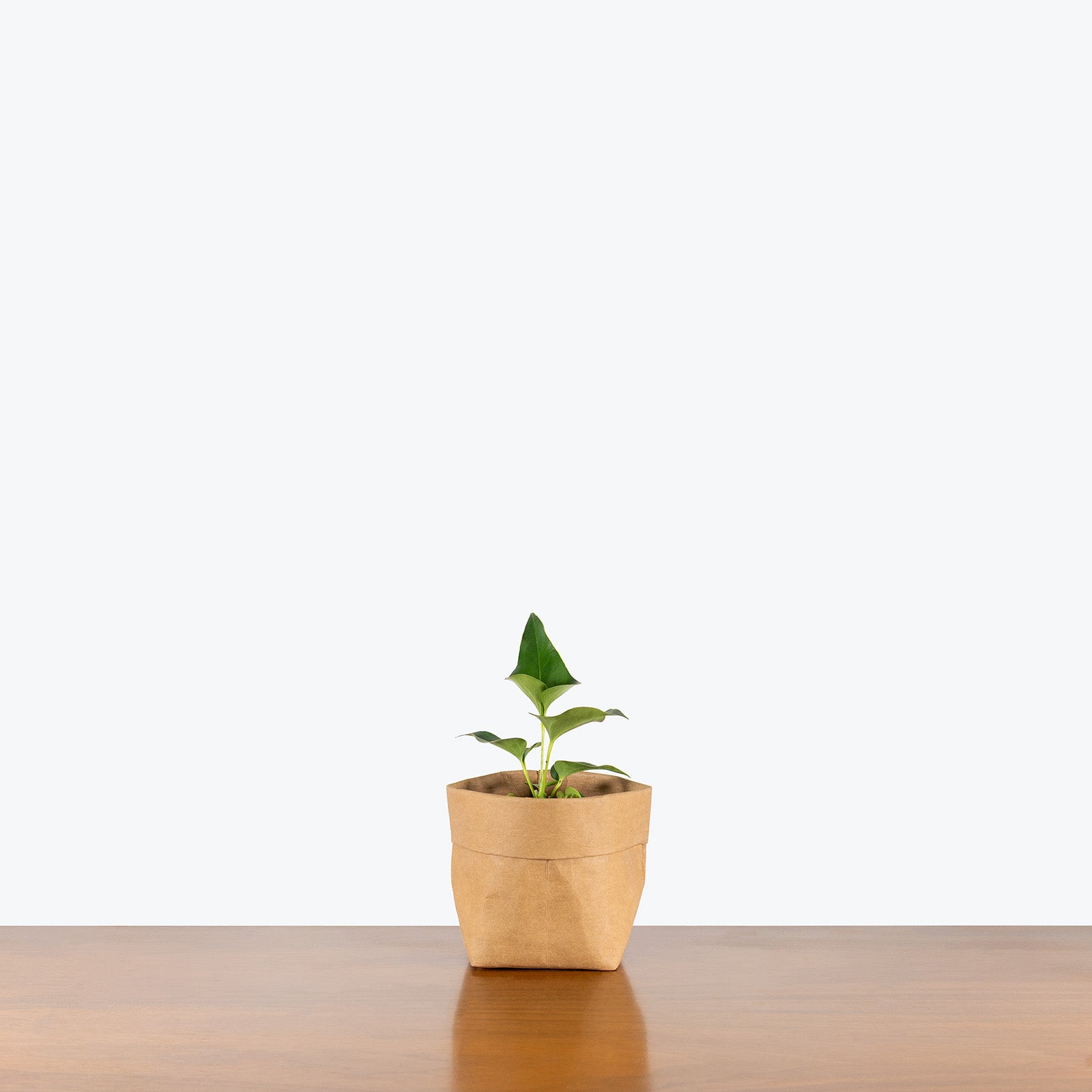 Anthurium Corong x Villenaorum | Care Guide and Pro Tips - Delivery from Toronto across Canada - JOMO Studio