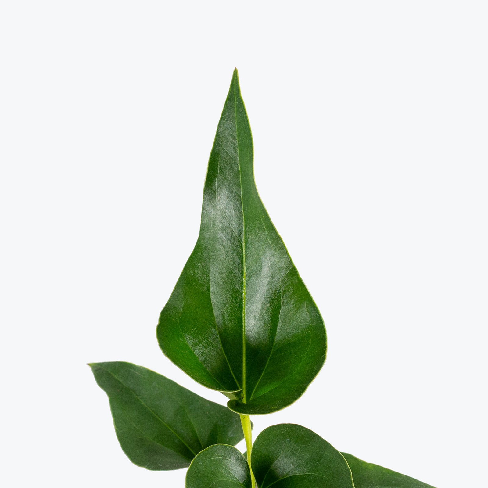 Anthurium Corong x Villenaorum | Care Guide and Pro Tips - Delivery from Toronto across Canada - JOMO Studio