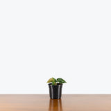 Anthurium Crystallinum — 4" Pot