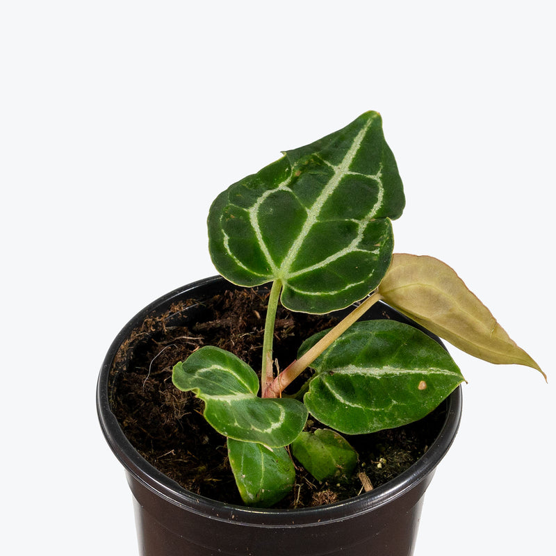 Anthurium Crystallinum | Care Guide and Pro Tips - Delivery from Toronto across Canada - JOMO Studio