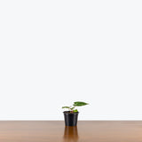 Anthurium Crystallinum Turtle — 4" Pot (larger than picture)