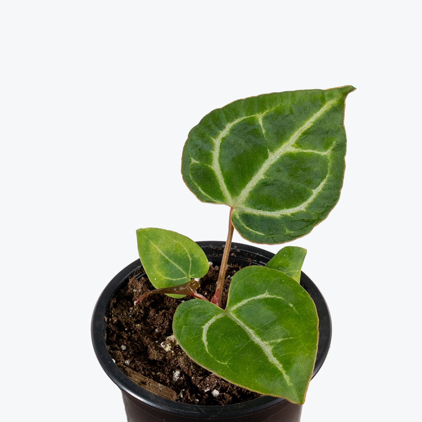 Anthurium Crystallinum Turtle | Care Guide and Pro Tips - Delivery from Toronto across Canada - JOMO Studio