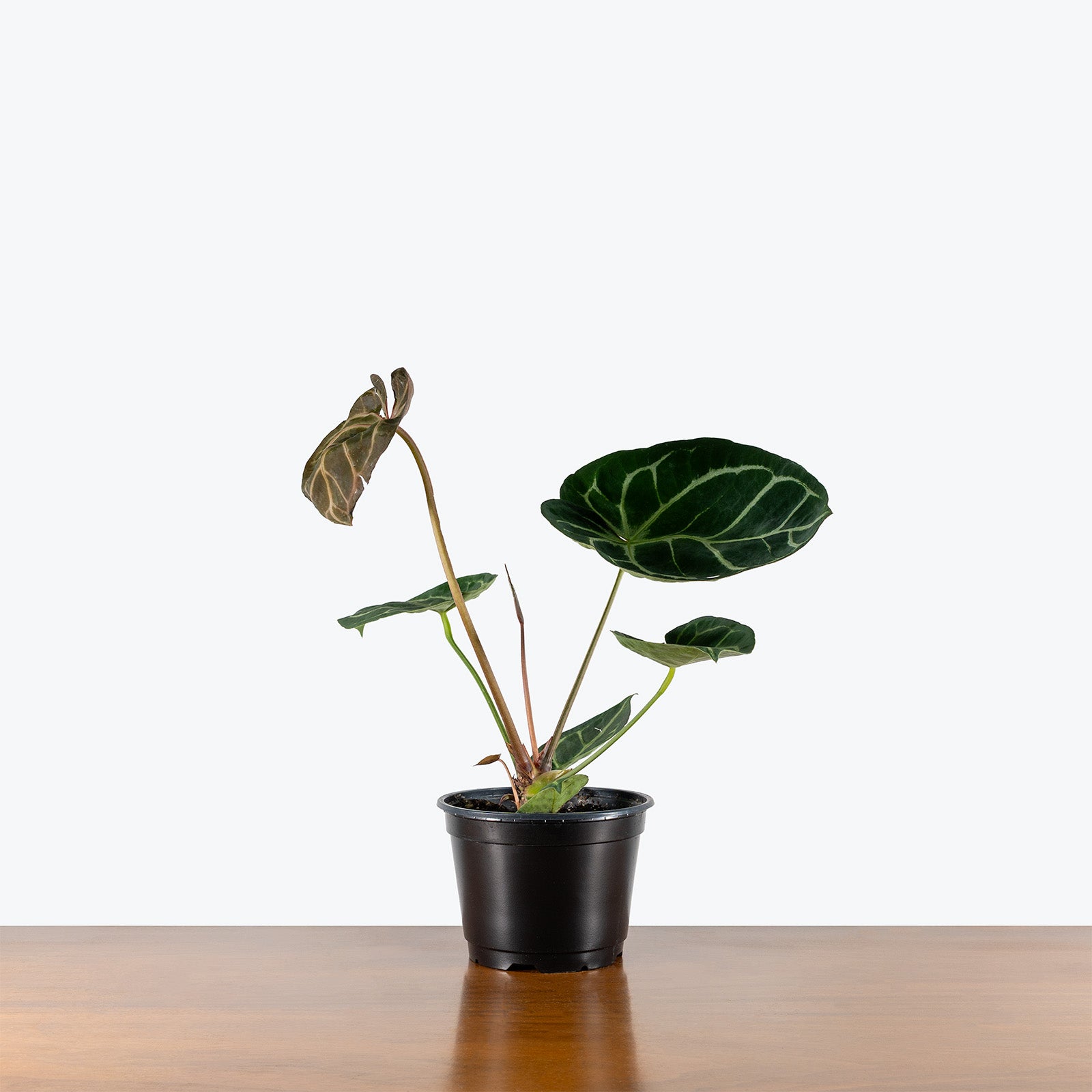 Anthurium Dorayaki | Indoor Tropical Plants & Houseplants for