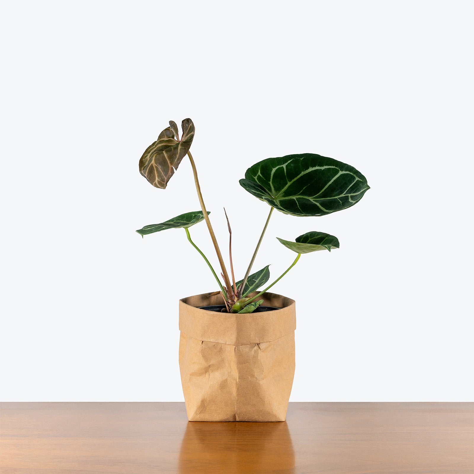 Anthurium Dorayaki | Indoor Tropical Plants & Houseplants for Delivery | Care Guide and Pro Tips