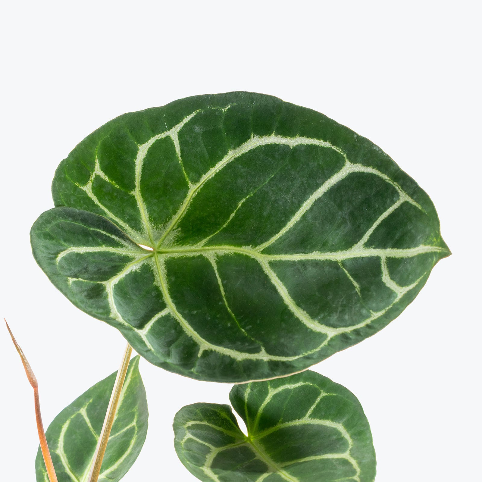 Anthurium Dorayaki | Indoor Tropical Plants & Houseplants for Delivery | Care Guide and Pro Tips