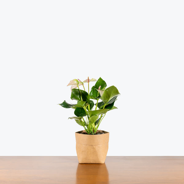 anthurium interior Anthurium Fantasia | Care Guide and Pro Tips - Delivery from Toronto across  Canada