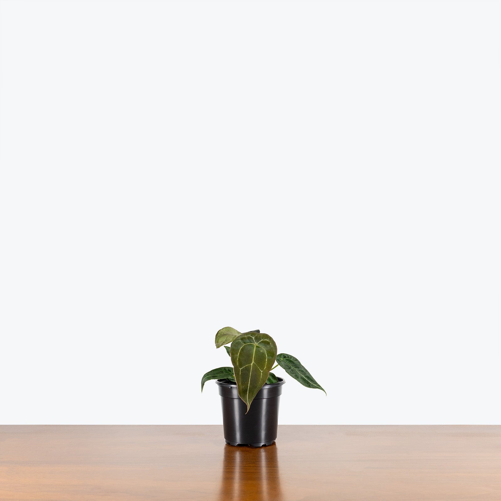 Anthurium Forgetii - House Plants Delivery Toronto - JOMO Studio