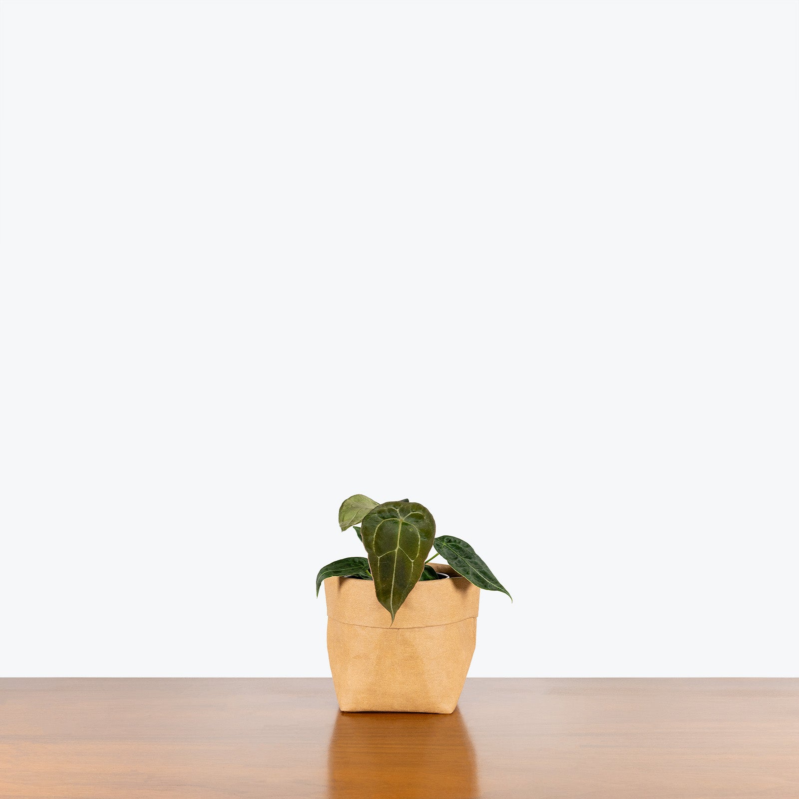 Anthurium Forgetii - House Plants Delivery Toronto - JOMO Studio