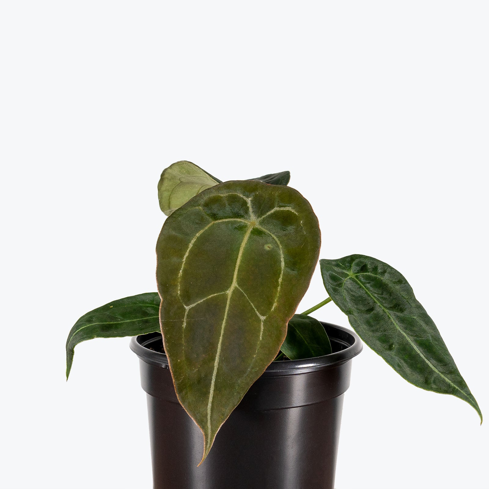 Anthurium Forgetii - House Plants Delivery Toronto - JOMO Studio