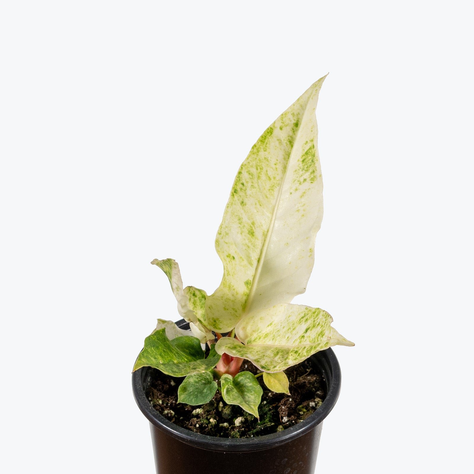 Anthurium Hookeri Variegata | Care Guide and Pro Tips - Delivery from Toronto across Canada - JOMO Studio