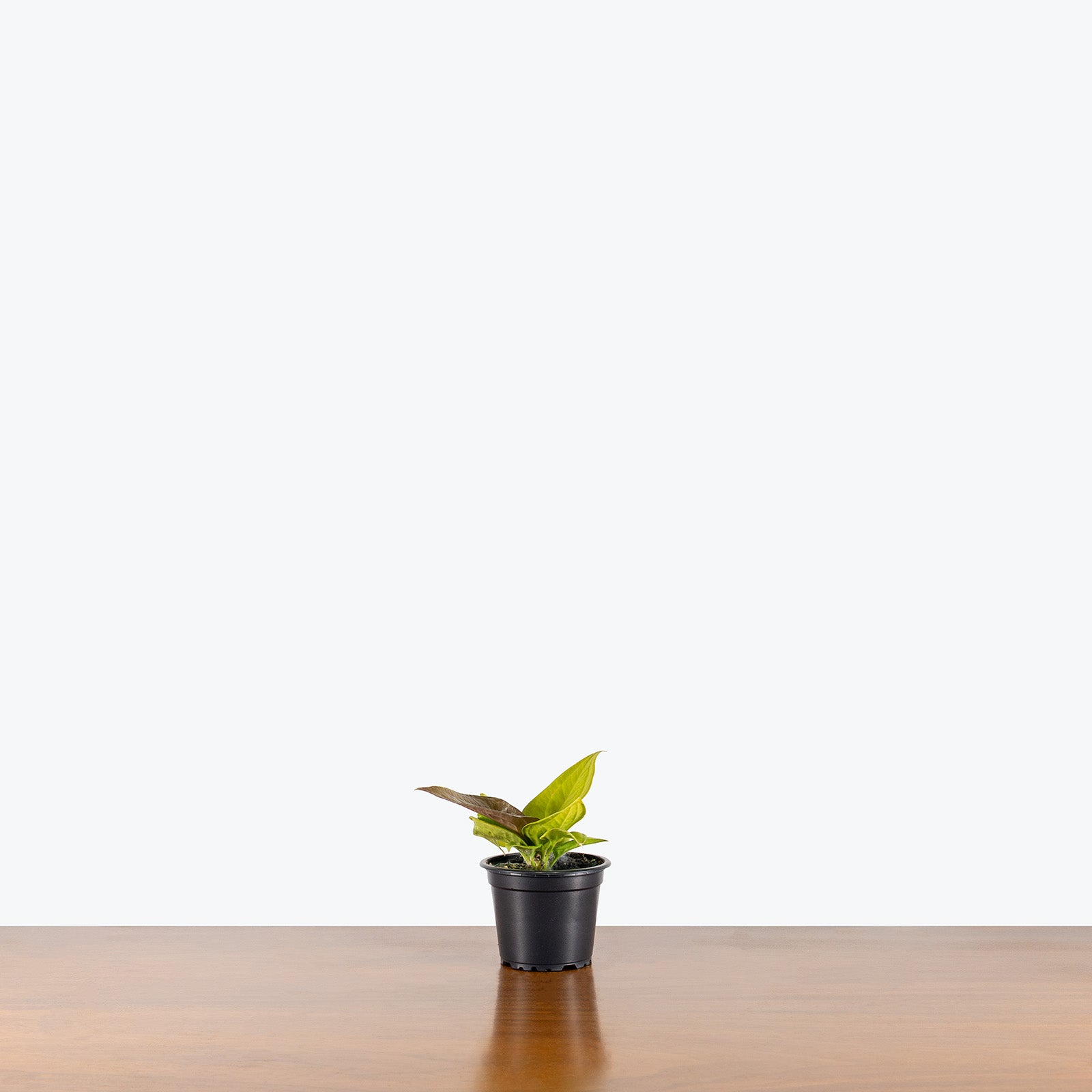 Anthurium Jenmanii Golden | Care Guide and Pro Tips - Delivery from Toronto across Canada - JOMO Studio