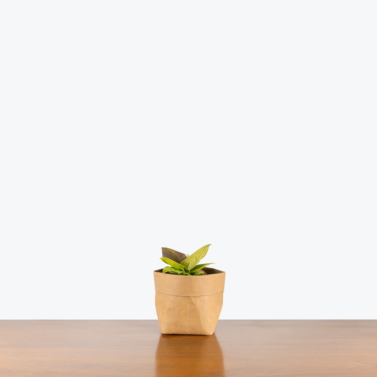 anthurium golden jenmanii Anthurium Jenmanii Golden | Care Guide and Pro Tips - Delivery from Toronto across Canada