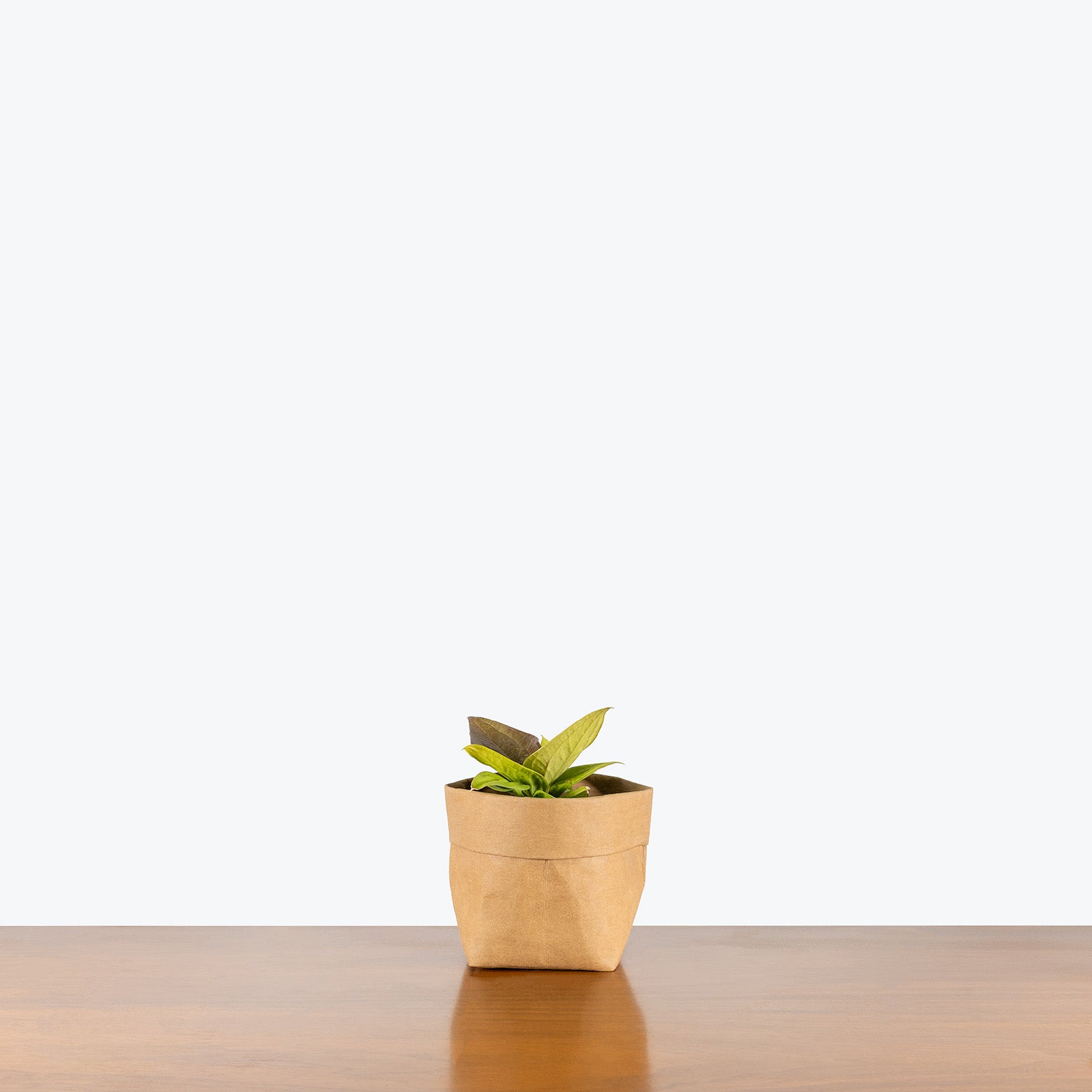Anthurium Jenmanii Golden | Care Guide and Pro Tips - Delivery from Toronto across Canada - JOMO Studio