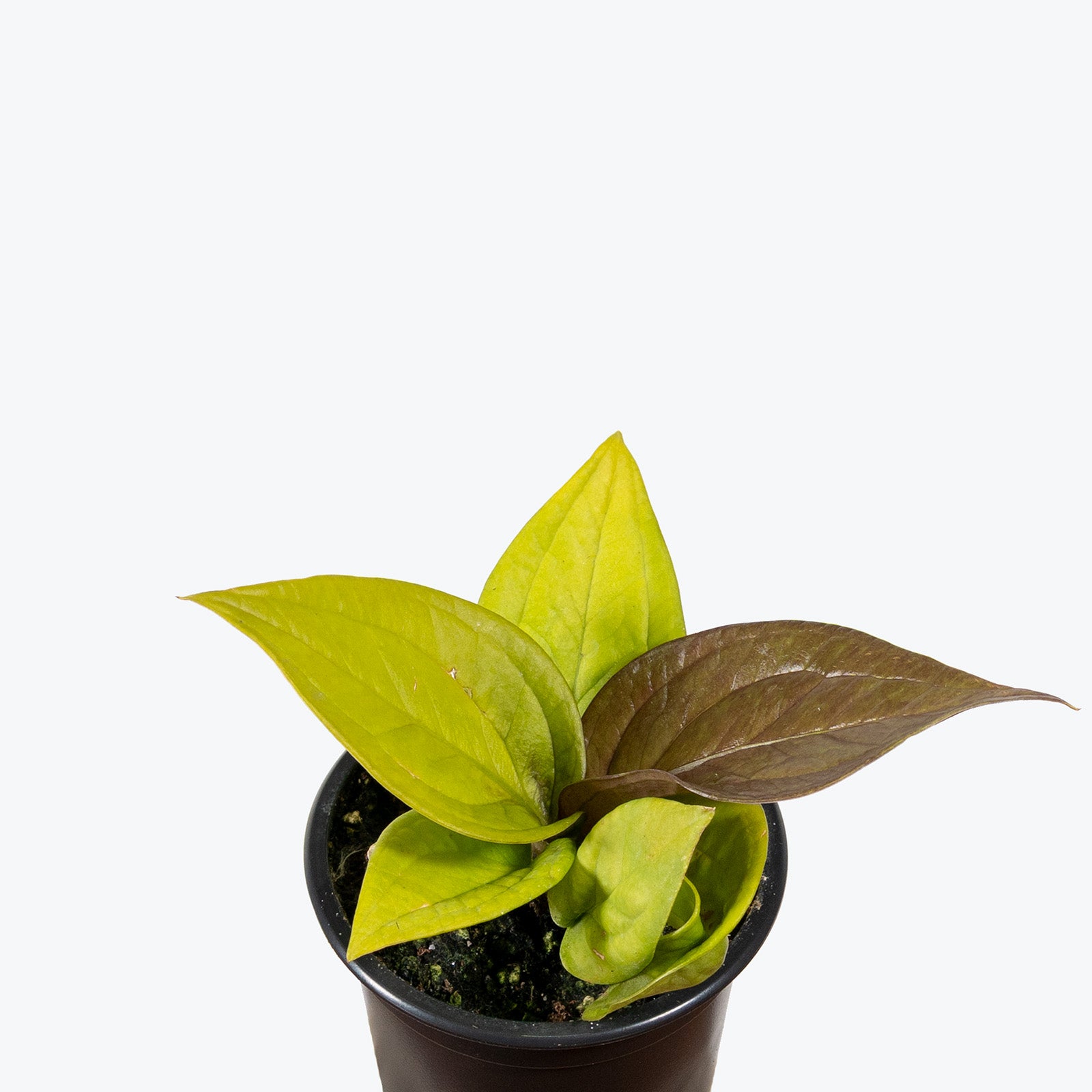 Anthurium Jenmanii Golden | Care Guide and Pro Tips - Delivery from Toronto across Canada - JOMO Studio