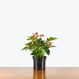 Anthurium Joli Pink — 6" Pot