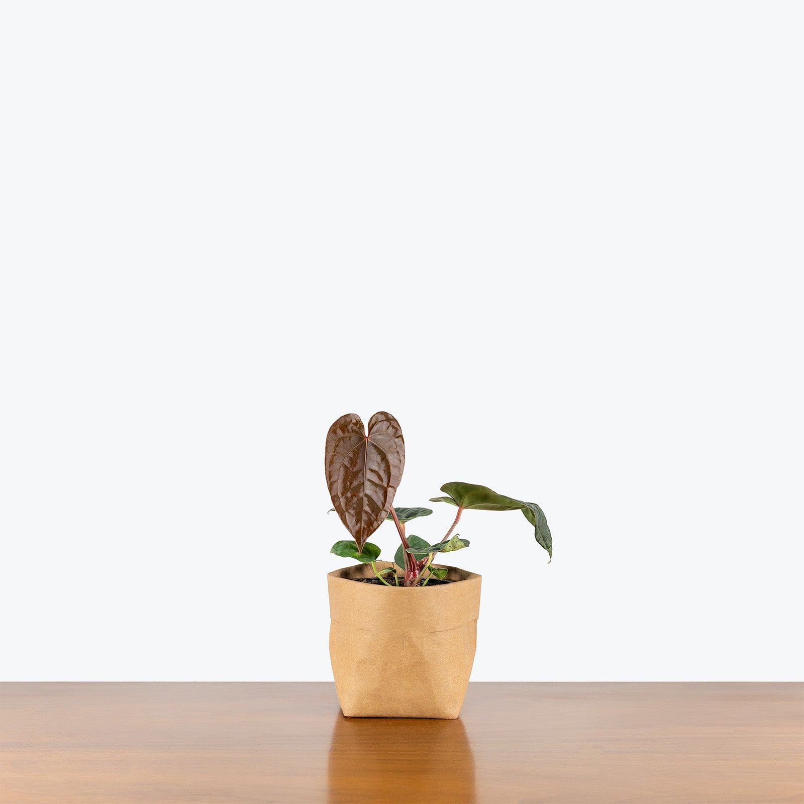 Anthurium Luxurians Dark Form | Care Guide and Pro Tips - Delivery from Toronto across Canada - JOMO Studio