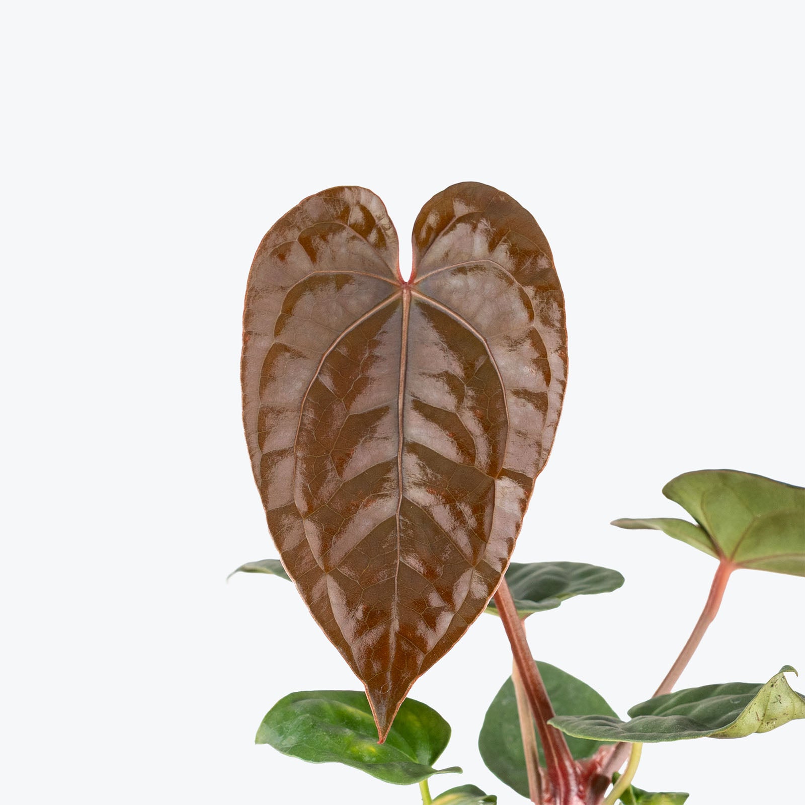 Anthurium Luxurians Dark Form | Care Guide and Pro Tips - Delivery from Toronto across Canada - JOMO Studio