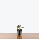 Anthurium Luxurians Platinum — 4" Pot