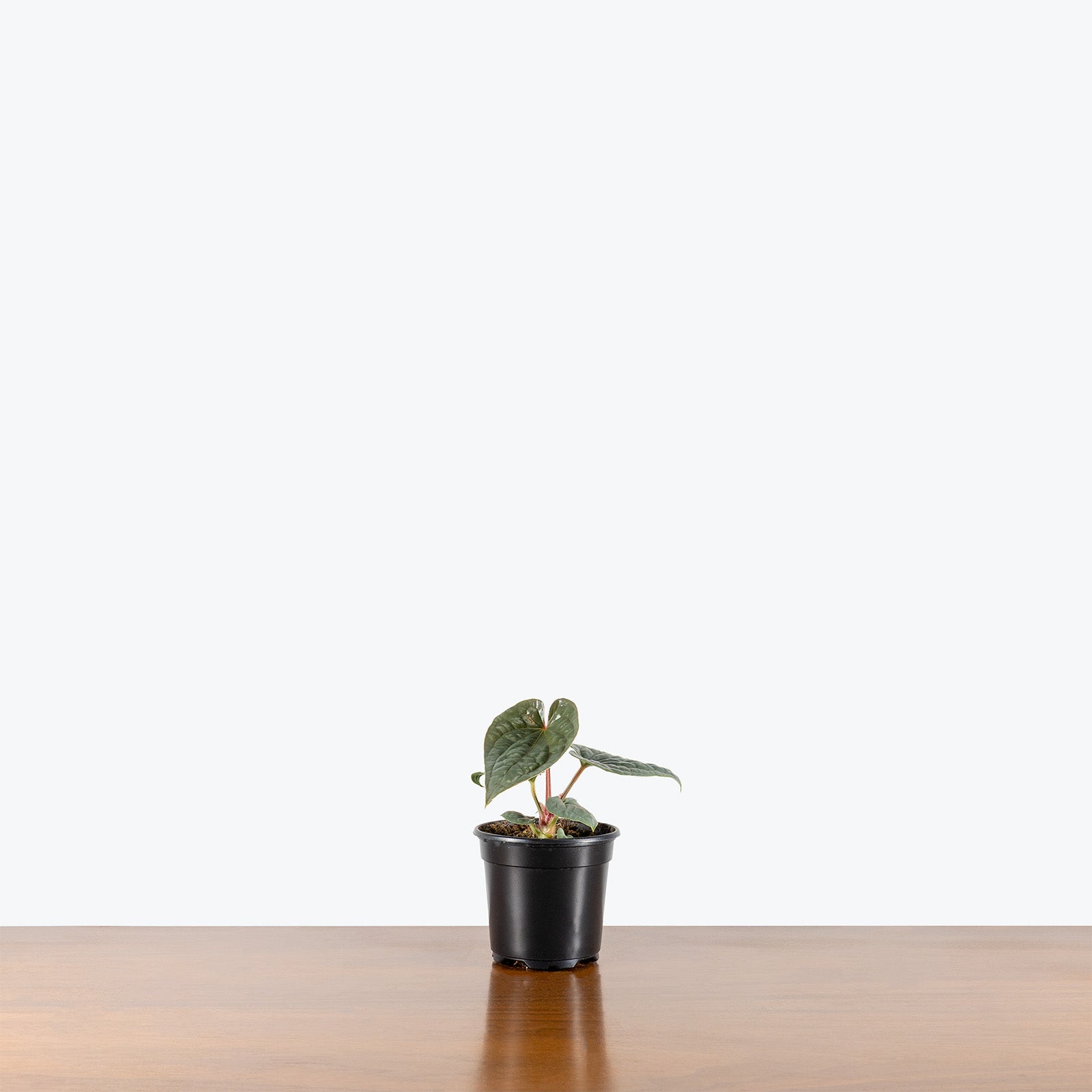 Anthurium Luxurians Platinum | Care Guide and Pro Tips - Delivery from Toronto across Canada - JOMO Studio