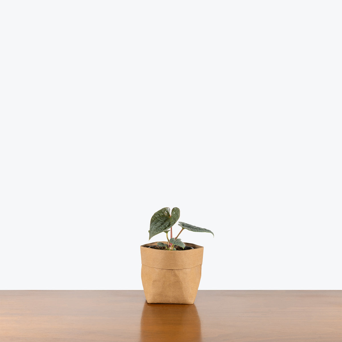 anthurium luxurians platinum Anthurium Luxurians Platinum | Care Guide and Pro Tips - Delivery from Toronto across Canada