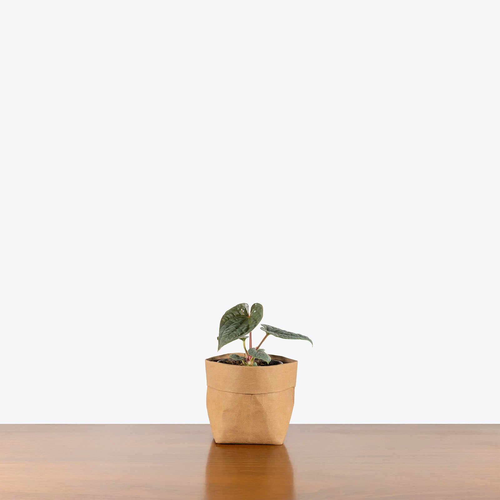 Anthurium Luxurians Platinum | Care Guide and Pro Tips - Delivery from Toronto across Canada - JOMO Studio