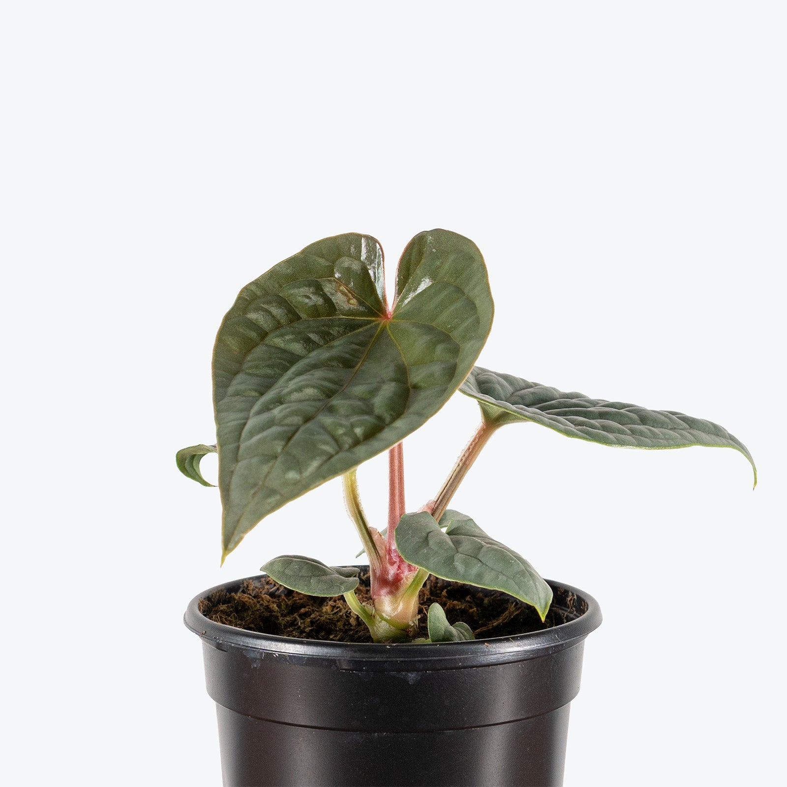 Anthurium Luxurians Platinum | Care Guide and Pro Tips - Delivery from Toronto across Canada - JOMO Studio