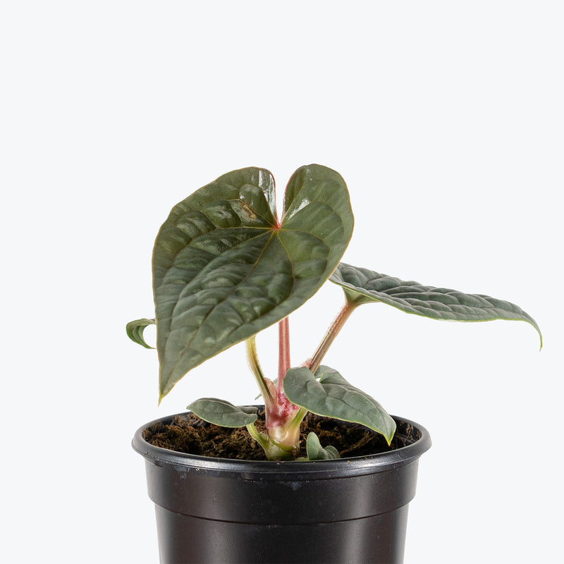 Anthurium Luxurians Platinum | Care Guide and Pro Tips - Delivery from Toronto across Canada - JOMO Studio