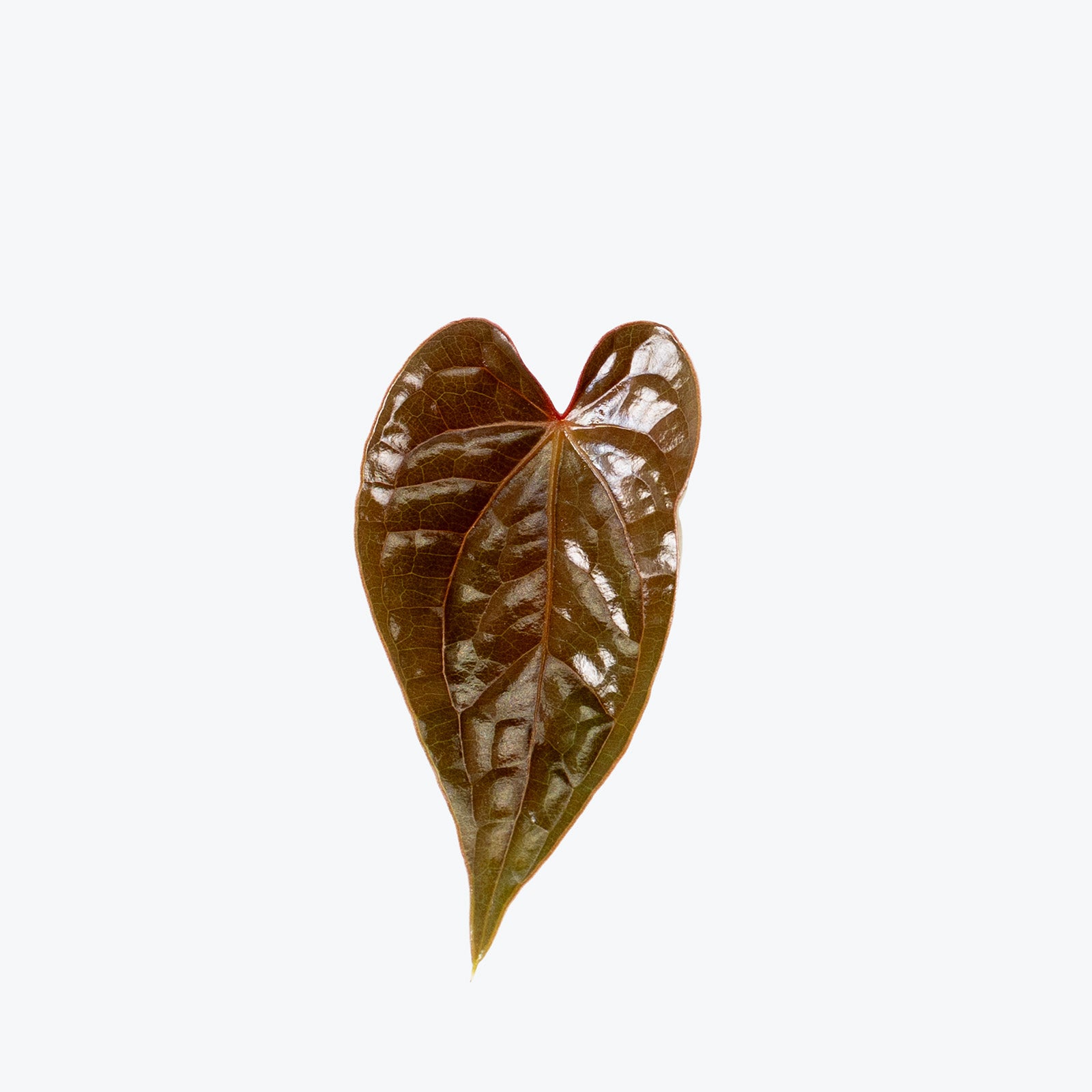 Anthurium Luxurians Platinum | Care Guide and Pro Tips - Delivery from Toronto across Canada - JOMO Studio