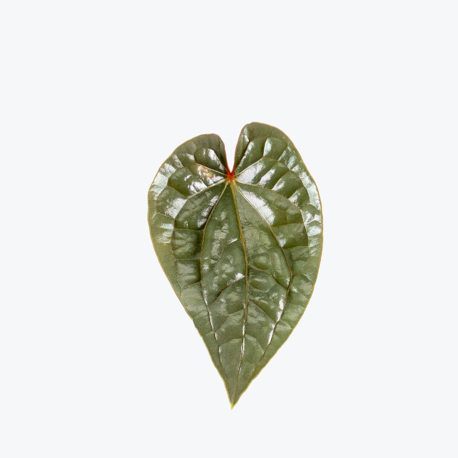 Anthurium Luxurians Platinum | Care Guide and Pro Tips - Delivery from Toronto across Canada - JOMO Studio