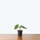 Anthurium Magnificum — 4" Pot