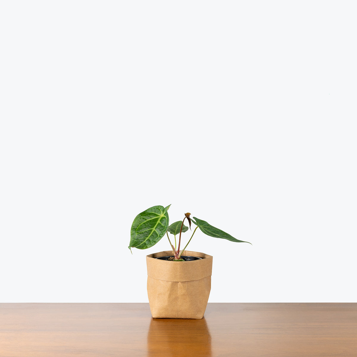 anthurium magnificum plant habitat Anthurium Magnificum | Care Guide and Pro Tips - Delivery from Toronto  across Canada