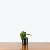 Anthurium Magnificum x Forgetii — 4" Pot