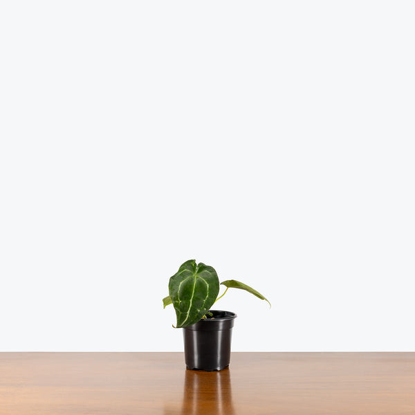 Anthurium Magnificum x Forgetii | Care Guide and Pro Tips - Delivery from  Toronto across Canada
